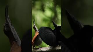 Bird of Paradise  Cendrawasih Astrapia Arfak burungcendrawasih birdofparadise dancingbird [upl. by Naillig]