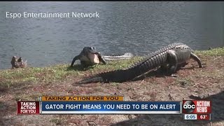 Gator fight captured in Clearwater means you need to be on alert [upl. by Fritz]