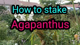 How to stake agapanthus [upl. by Jt]