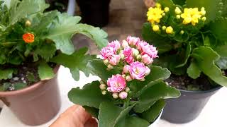 Como cultivar kalanchoe comprada em supermercado Calandiva na taça de garrafa pet ♻️ [upl. by Ardiek]