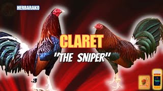 CLARET GAMEFOWL BLOODLINE Fighting Style and History [upl. by Schweiker]