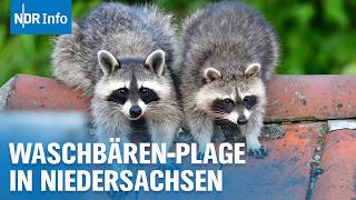 Waschbärenplage in Deutschland Was tun wenn die Räuber zum Problem werden  NDR Info [upl. by Pedaiah]