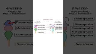 Parts of Human Brain  Tamil  LLAP [upl. by Aibsel]