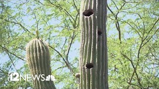 Arizonas record heat is even killing saguaros [upl. by Snave243]