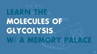 Learning Glycolysis with a Memory Palace [upl. by Lemay916]