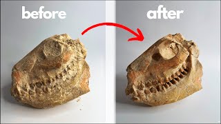 Fossil skull prep the story of oreodont merycoidodon [upl. by Kannry745]