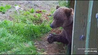 909jr resting Aug 24 2024 Exploreorg Brooks falls [upl. by Eibbor863]