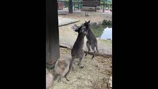 ワラビーのケンカに巻き込まれるカピバラ Capybara caught in a wallaby fight [upl. by Sobmalarah126]