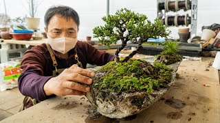 Process of Making a Bonsai Tree on a Rock Bonsai Master in Korea [upl. by Helbonnah]