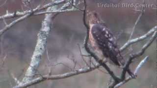 Urdaibai  Azor común Accipiter gentilis Nothern goshawk Aztore arrunta [upl. by Eduam559]