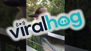 Adorable Baby Kookaburra Demonstrates its Signature Laugh  ViralHog [upl. by Stilwell598]