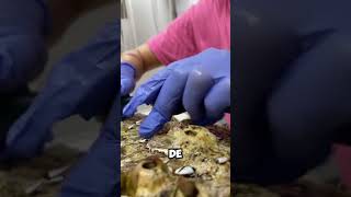 ¡Cuidado Marino ¿Por qué Remover Cirripedias de las Tortugas 🐢🌊 shorts [upl. by Boyer]