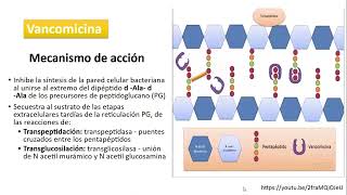Glucopéptidos y lipopéptidos Vancomicina  Dra Ingrid Rivera [upl. by Adnohr]