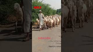 Sojat goat farm Pipar City Jodhpur Rajasthan subscribe jarur Karen [upl. by Osanna]