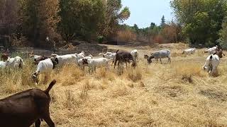 Goats clearing brush on the Jedediah Smith Memorial trail  part 2 [upl. by Dambro]