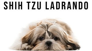 💚Perro shih tzu ladrando fuerte  video 4k 60 fps [upl. by Nylevol]