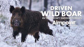 Driven wild boar hunting in the snow 🇸🇪 [upl. by Lynnelle]