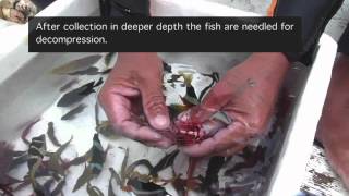 Aquarium Fishery Methods in the Philippines [upl. by Nytsud]