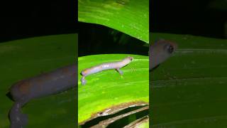 A leucistic climbing salamander [upl. by Irahk452]