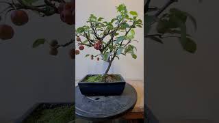 Pommier en bonsai [upl. by Geesey883]