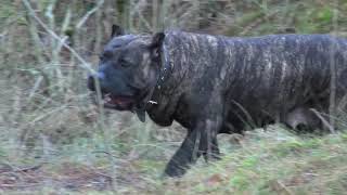 Dogo Canario [upl. by Roel490]