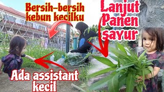 Semai benih dan petik sayur kangkung di Malaysia [upl. by Swihart]