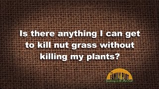 QampA  How do I kill nut grass in my flowerbed [upl. by Dnomso]