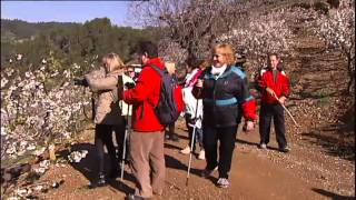 TV3  Telenotícies  Els cirerers a Sant Climent de Llobregat [upl. by Andris74]