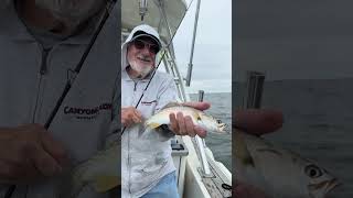 There are weakfish at the reef but could not find a keepers kingkonadventure [upl. by Janus]