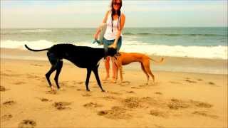 Greyhound and Galgo Español on the Beach [upl. by Reichel]