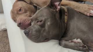 Pitbulls Cuddling Is Just Too Adorable [upl. by Alicia]