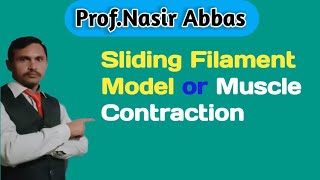 Sliding Filament  Model or Muscle  Contraction  ChSupport  and Movement 2nd year Biology [upl. by Acired151]