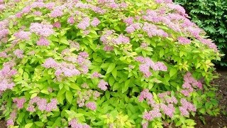 Renewal Pruned Spirea Flourishing [upl. by Friedlander]