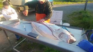 Alaskan Halibut Fishing Filleting the Catch [upl. by Roy]