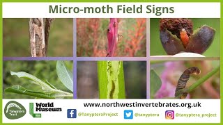 UK Micromoth Field Signs [upl. by Boffa479]