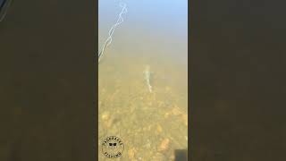 Slow Release Yellowfish fishing flyfishing catchandrelease fish africa [upl. by Sparkie]