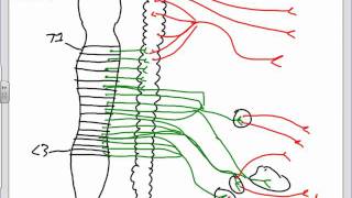 Autonomic Nervous System Anatomy Introductionpptx [upl. by Ahsym]