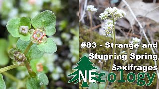 NEcology 83  Strange and Stunning Spring Saxifrages [upl. by Weyermann]