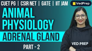 Animal Physiology  Adrenal Gland  CUET PGCSIR NETGATEIIT JAM  Part2  VedPrep Biology Academy [upl. by Ycinuq]