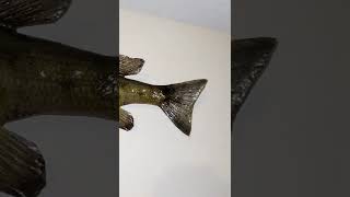 Taxidermy Fish Collection  Walleye Muskie Gar Perch Bass Sea Robin Bowfin Catfish Shark shorts [upl. by North]