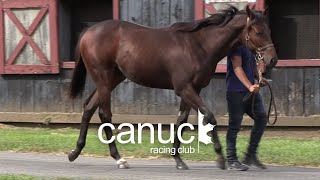 Essential Quality colt joins Canuck Racing Club [upl. by Haiasi]