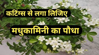 Murraya paniculata plant कटिंग्स से लगा लिजिए Madhukamini plant careOrange Jasmine care tips [upl. by Aduhey]