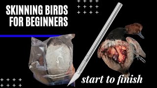 AAR TAXIDERMY How To Skin A Duck  Bird For Beginners Part 1 DIY Please 👍 [upl. by Sadirah]