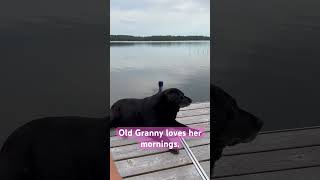 Old Granny loves her mornings dog viral shorts trending [upl. by Kain]