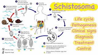 Schistosoma 🔥🔥 Life cycle  Pathogenesis  Clinical signs  Diagnosis  Treatment💊  Control [upl. by Akselaw]