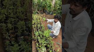 తులసి మొక్కలు 2024 garden चुनाव2023 gardenplants తెలుగుతోట1 plants [upl. by Eiznik]