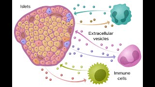 HIRN Webinar Circulating Extracellular Vesicles in Type One Diabetes T1D [upl. by Shaylynn799]