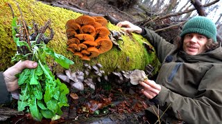 Diese Pilze Kräuter und Wurzeln kann man jetzt im Winter sammeln [upl. by Adnylam]