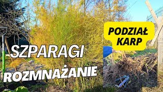 Uprawa szparag Jak rozmnażać szparagi  Podział karp szparagi Szparagi z nasion [upl. by Drhacir]