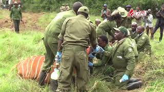 10 MOUNTAIN BONGOS RELEASED IN MT KENYA CONSERVANCY [upl. by Victory]